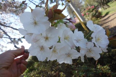 大ぶりな太白の桜の花