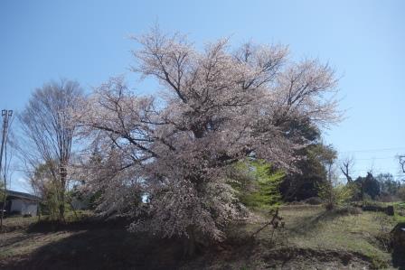 丸山集会所裏の山桜