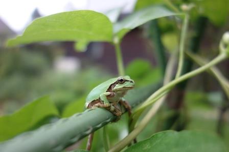 胡瓜の支柱に雨蛙　英語ではツリーフロッグ　確かにジュンベリー等の高いところに見かける