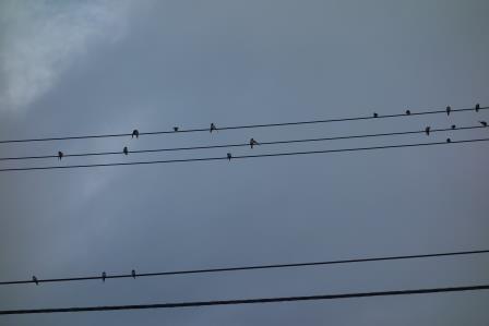 朝方、２０羽以上の燕が電線や我家の通気口に、写真に写っているだけで１８羽