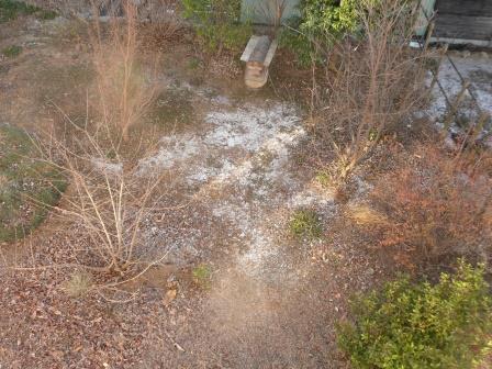 ９日朝、初冠雪の庭