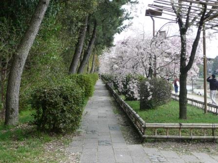 4月3日（火）　鴨川　京都府立植物園沿い　半木の道　枝垂れ桜の並木
