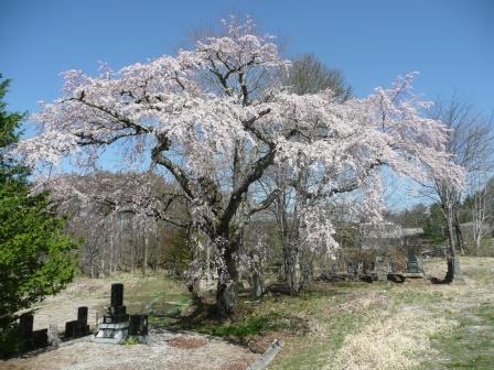 9:20　高森墓地枝垂桜