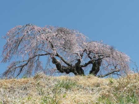 11:00　葛窪の枝垂桜