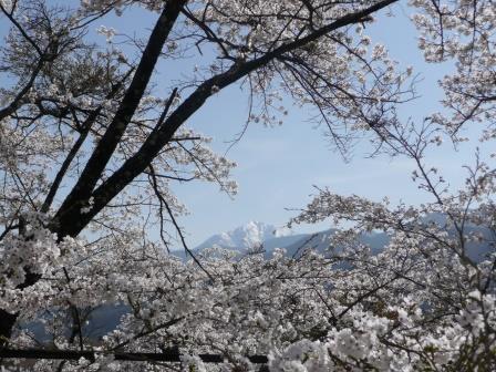 14:20　駅近くの福祉施設の桜と甲斐駒ケ岳