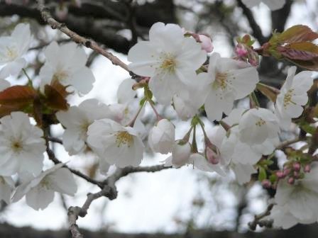 太白の桜　１