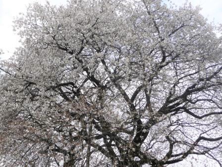 太白の桜　２