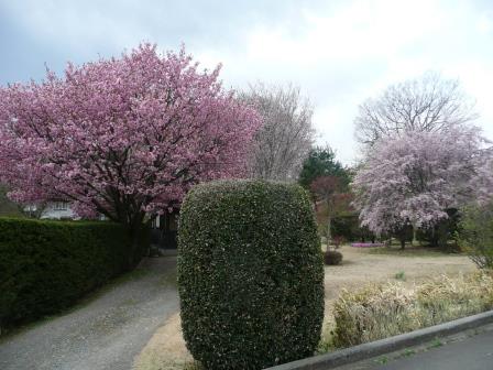 近所のお家の八重桜と枝垂桜