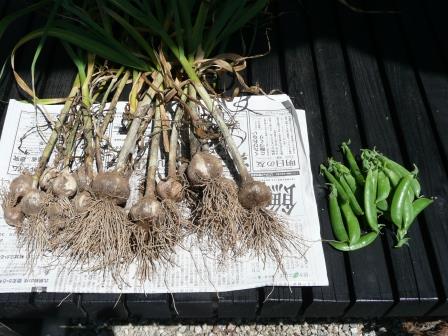菜園に場所を得るために抜いた大蒜、これで植付の半分とスナップエンドウ