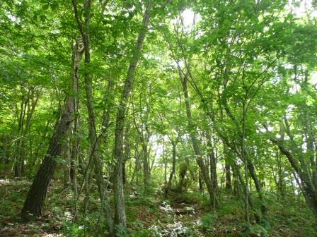 10:07　赤松、唐松、小楢、橅、白樺、岳樺の明るい木漏れ日の樹林帯を行く