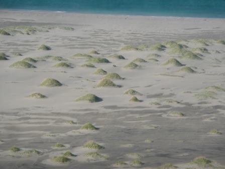 13:30　砂浜に小さな草の小山、草原が侵食されたとのこと