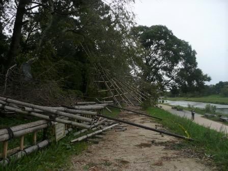 10月4日（木）　朝7時　台風で倒壊した植物園横の枝垂桜の並木の棚