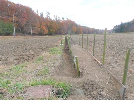 側溝を掘った土で作った畦を、竹とベニヤ板で土留め