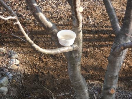 3月2日(土）　庭　上さんがプルーンの幹の間に置いた、小鳥用の水場
