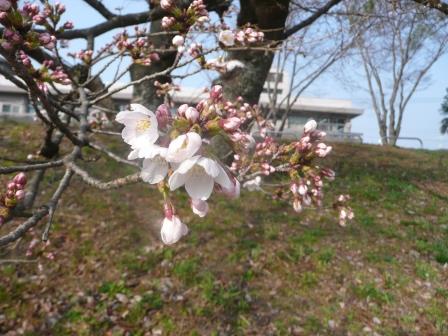 27日（水）8:32　鴨川　土手の桜　ほんの一部だけ開花