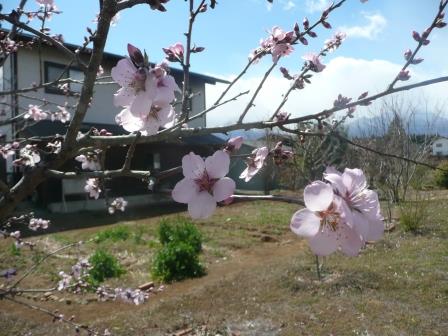 アーモンド　京都から戻った時は既に開花していた