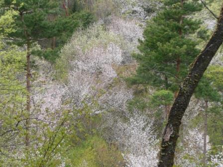 10:07　山桜の回廊