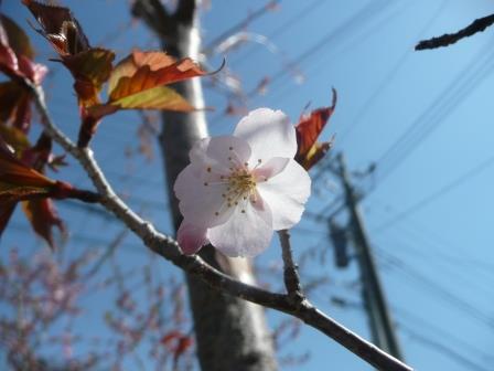 山桜の開花