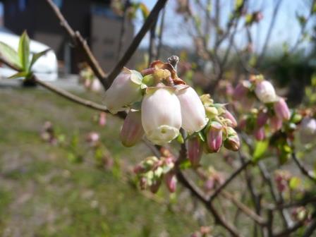ブルーベリーの開花（昨年は4月15日）