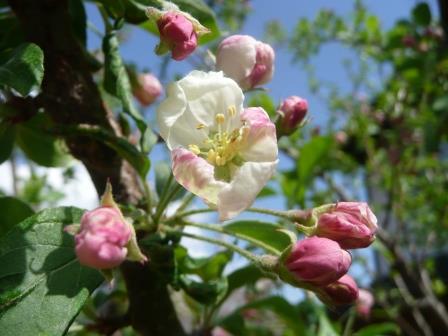 姫林檎の開花（昨年は4月15日）