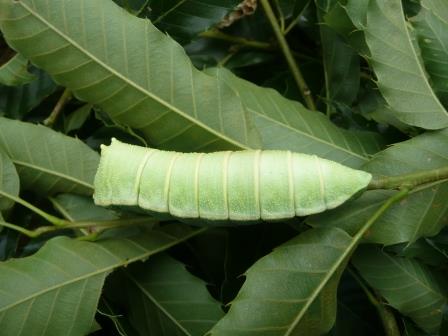 椚の葉裏に擬態したウスタビガの幼虫