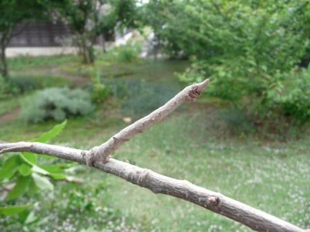 椚の枝に擬態したトビモンエダシャクの幼虫