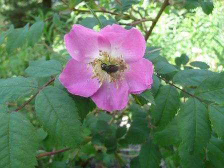 12:42　ローザ・ペンドゥリナ（Rosa pendulina）　野薔薇