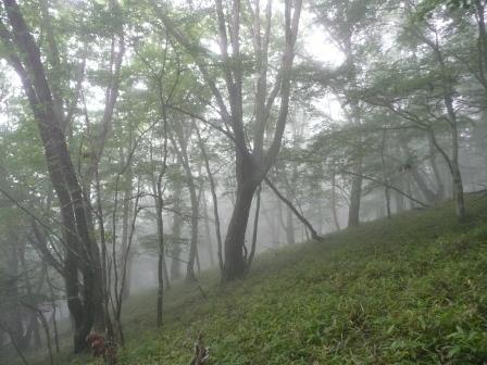 9:01　靄の森を行く