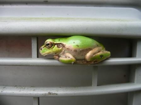 室外機の隙間で休む雨蛙、夜行性で、昼は寝ていて、獲物を待構えている訳ではないのだ