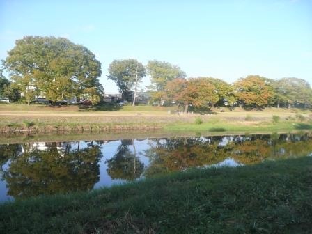 10日（木）　朝の散歩　鴨川　ケヤキ並木の紅葉