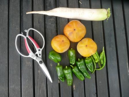 今日の収穫と新調した野菜用の鋏
