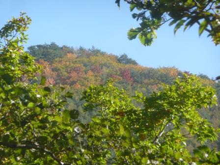 9:05　樹間から覗く山の紅葉