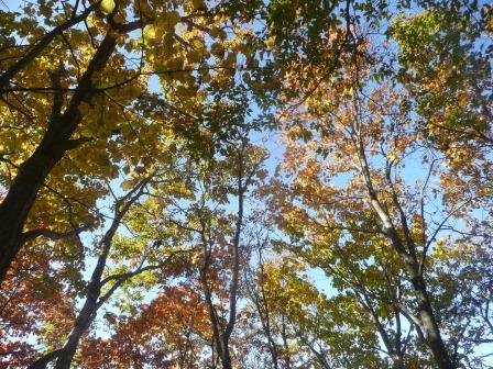 9:50　樹間から覗く青空