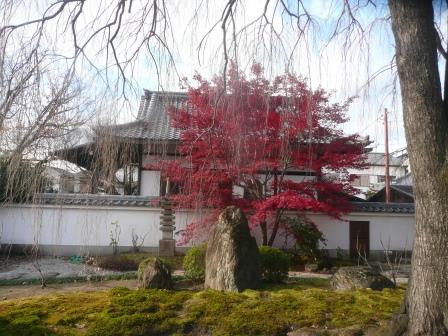 ５日（木）朝　桝形商店街近くの本満寺　大木の枝垂桜の向こうに紅葉