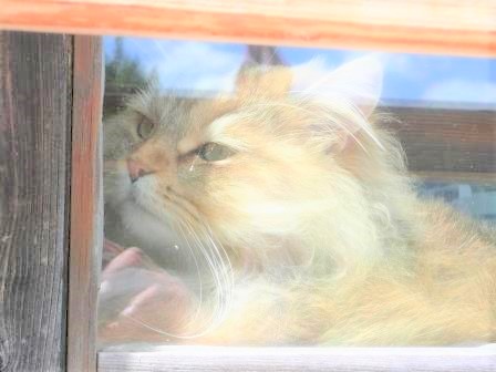 窓辺の猫　イタリア　ドロミテにて