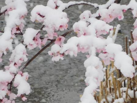 アーモンドの花に雪　伊藤若冲の描く雪のようにボッテリしていた