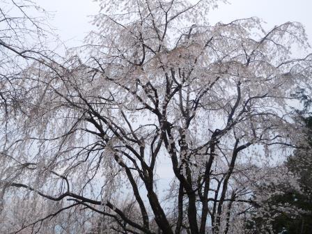8:52　いよいよ千本桜の始まり、そこかしこに苔むした古木が満開の花を咲かせいた