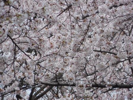 8:57　満開の桜