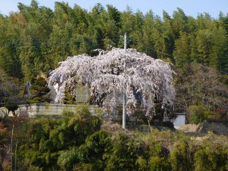 4月2日（木）午後の散歩　近所の枝垂桜