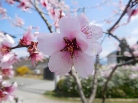 4月3日（金）庭のアーモンドの花の色が濃くなった