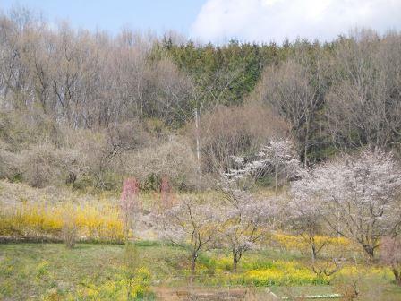 4月4日（土）　午後の散歩　桜と菜の花の饗宴