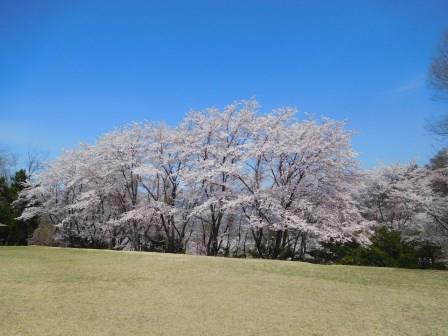 12:07　健康の森自由広場の桜