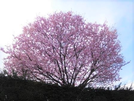 午後のお散歩　近所の八重桜