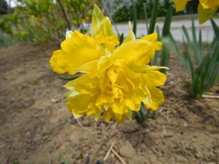 上さんが日当たりの良い場所に移植して、大ぶりの花を付けるようになったラッパ水仙