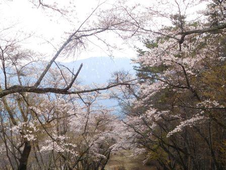 15:13　上さんが一番好きだという千本桜公園の桜、誰もいない贅沢な宴