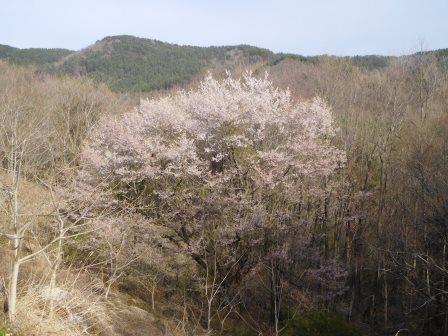 16:27　林道沿いに山桜の大木