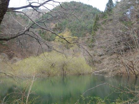 9:25　たまらずの池、水面に新緑が映える