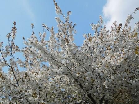 近所へ散歩　太白の桜　老木で今年は一部の枝が折れてしまったようだ