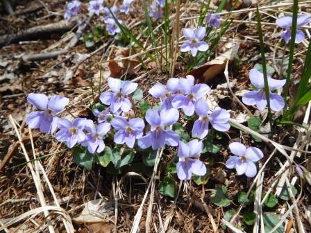 11:55　垣越山の手前は紫と白の菫のお花畑