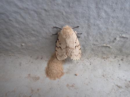 ハガタキコケガ（歯形黄苔蛾）　ベランダで数日全く動かないが、左下に塊が現れた、卵かな、後で見に行ったらひっくり返っていた
